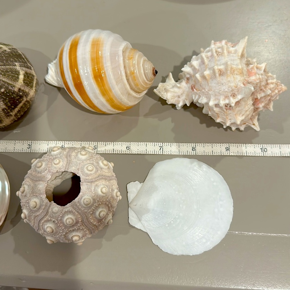 Decorative Seashells - Picture 10 of 11